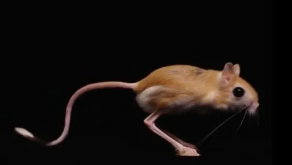 A Jerboa, a mouse like creature, jumping against a black background.